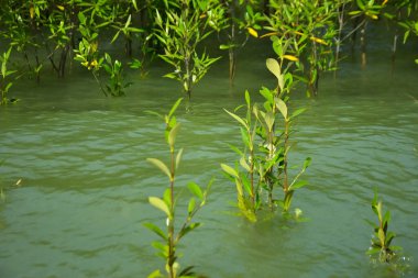 Cox 's Bazar, Bangladeş yakınlarındaki Bakkhali Nehri boyunca gelgit sularında duran mangrov fidanları tropikal gelgitler arası kıyı ekosistemi içindeki gelgitleri yakalıyorlar..
