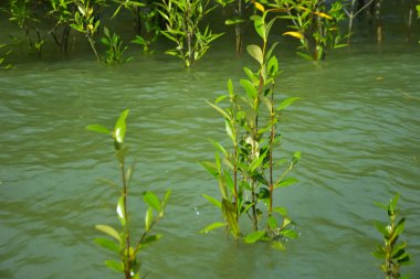 Cox 's Bazar, Bangladeş yakınlarındaki Bakkhali Nehri boyunca gelgit sularında duran mangrov fidanları tropikal gelgitler arası kıyı ekosistemi içindeki gelgitleri yakalıyorlar..