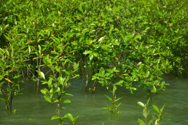 Cox 's Bazar, Bangladeş yakınlarındaki Bakkhali Nehri boyunca gelgit sularında duran mangrov fidanları tropikal gelgitler arası kıyı ekosistemi içindeki gelgitleri yakalıyorlar..