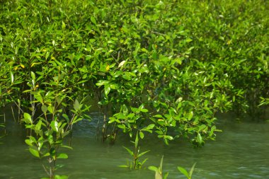 Cox 's Bazar, Bangladeş yakınlarındaki Bakkhali Nehri boyunca gelgit sularında duran mangrov fidanları tropikal gelgitler arası kıyı ekosistemi içindeki gelgitleri yakalıyorlar..