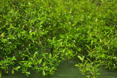 Cox 's Bazar, Bangladeş yakınlarındaki Bakkhali Nehri boyunca gelgit sularında duran mangrov fidanları tropikal gelgitler arası kıyı ekosistemi içindeki gelgitleri yakalıyorlar..