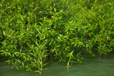 Cox 's Bazar, Bangladeş yakınlarındaki Bakkhali Nehri boyunca gelgit sularında duran mangrov fidanları tropikal gelgitler arası kıyı ekosistemi içindeki gelgitleri yakalıyorlar..
