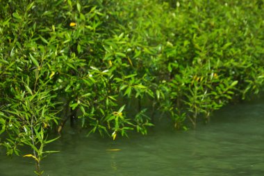 Cox 's Bazar, Bangladeş yakınlarındaki Bakkhali Nehri boyunca gelgit sularında duran mangrov fidanları tropikal gelgitler arası kıyı ekosistemi içindeki gelgitleri yakalıyorlar..