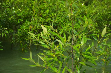 Cox 's Bazar, Bangladeş yakınlarındaki Bakkhali Nehri boyunca gelgit sularında duran mangrov fidanları tropikal gelgitler arası kıyı ekosistemi içindeki gelgitleri yakalıyorlar..