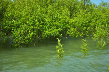 Cox 's Bazar, Bangladeş yakınlarındaki Bakkhali Nehri boyunca gelgit sularında duran mangrov fidanları tropikal gelgitler arası kıyı ekosistemi içindeki gelgitleri yakalıyorlar..