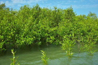 Cox 's Bazar, Bangladeş yakınlarındaki Bakkhali Nehri boyunca gelgit sularında duran mangrov fidanları tropikal gelgitler arası kıyı ekosistemi içindeki gelgitleri yakalıyorlar..