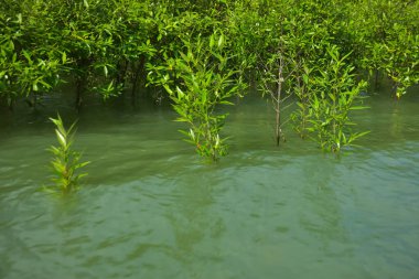 Cox 's Bazar, Bangladeş yakınlarındaki Bakkhali Nehri boyunca gelgit sularında duran mangrov fidanları tropikal gelgitler arası kıyı ekosistemi içindeki gelgitleri yakalıyorlar..