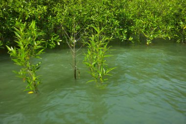 Cox 's Bazar, Bangladeş yakınlarındaki Bakkhali Nehri boyunca gelgit sularında duran mangrov fidanları tropikal gelgitler arası kıyı ekosistemi içindeki gelgitleri yakalıyorlar..