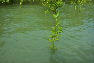 Cox 's Bazar, Bangladeş yakınlarındaki Bakkhali Nehri boyunca gelgit sularında duran mangrov fidanları tropikal gelgitler arası kıyı ekosistemi içindeki gelgitleri yakalıyorlar..
