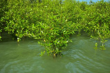 Cox 's Bazar, Bangladeş yakınlarındaki Bakkhali Nehri boyunca gelgit sularında duran mangrov fidanları tropikal gelgitler arası kıyı ekosistemi içindeki gelgitleri yakalıyorlar..