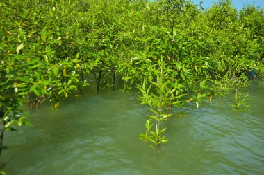 Cox 's Bazar, Bangladeş yakınlarındaki Bakkhali Nehri boyunca gelgit sularında duran mangrov fidanları tropikal gelgitler arası kıyı ekosistemi içindeki gelgitleri yakalıyorlar..