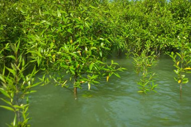 Cox 's Bazar, Bangladeş yakınlarındaki Bakkhali Nehri boyunca gelgit sularında duran mangrov fidanları tropikal gelgitler arası kıyı ekosistemi içindeki gelgitleri yakalıyorlar..