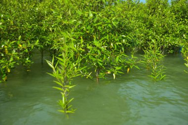Cox 's Bazar, Bangladeş yakınlarındaki Bakkhali Nehri boyunca gelgit sularında duran mangrov fidanları tropikal gelgitler arası kıyı ekosistemi içindeki gelgitleri yakalıyorlar..