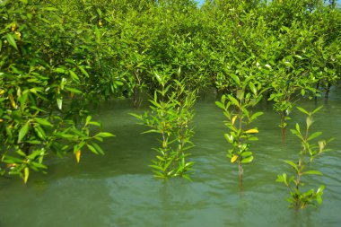 Cox 's Bazar, Bangladeş yakınlarındaki Bakkhali Nehri boyunca gelgit sularında duran mangrov fidanları tropikal gelgitler arası kıyı ekosistemi içindeki gelgitleri yakalıyorlar..