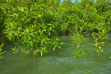 Cox 's Bazar, Bangladeş yakınlarındaki Bakkhali Nehri boyunca gelgit sularında duran mangrov fidanları tropikal gelgitler arası kıyı ekosistemi içindeki gelgitleri yakalıyorlar..