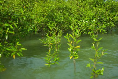 Cox 's Bazar, Bangladeş yakınlarındaki Bakkhali Nehri boyunca gelgit sularında duran mangrov fidanları tropikal gelgitler arası kıyı ekosistemi içindeki gelgitleri yakalıyorlar..