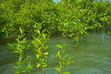 Cox 's Bazar, Bangladeş yakınlarındaki Bakkhali Nehri boyunca gelgit sularında duran mangrov fidanları tropikal gelgitler arası kıyı ekosistemi içindeki gelgitleri yakalıyorlar..
