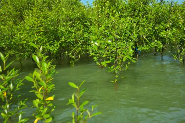 Cox 's Bazar, Bangladeş yakınlarındaki Bakkhali Nehri boyunca gelgit sularında duran mangrov fidanları tropikal gelgitler arası kıyı ekosistemi içindeki gelgitleri yakalıyorlar..