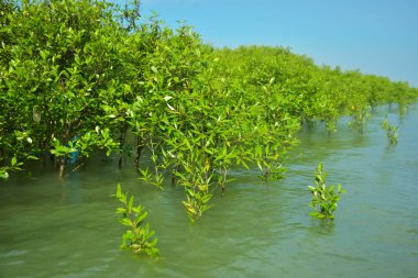 Cox 's Bazar, Bangladeş yakınlarındaki Bakkhali Nehri boyunca gelgit sularında duran mangrov fidanları tropikal gelgitler arası kıyı ekosistemi içindeki gelgitleri yakalıyorlar..