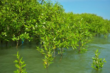 Cox 's Bazar, Bangladeş yakınlarındaki Bakkhali Nehri boyunca gelgit sularında duran mangrov fidanları tropikal gelgitler arası kıyı ekosistemi içindeki gelgitleri yakalıyorlar..