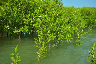 Cox 's Bazar, Bangladeş yakınlarındaki Bakkhali Nehri boyunca gelgit sularında duran mangrov fidanları tropikal gelgitler arası kıyı ekosistemi içindeki gelgitleri yakalıyorlar..