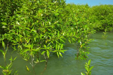 Cox 's Bazar, Bangladeş yakınlarındaki Bakkhali Nehri boyunca gelgit sularında duran mangrov fidanları tropikal gelgitler arası kıyı ekosistemi içindeki gelgitleri yakalıyorlar..