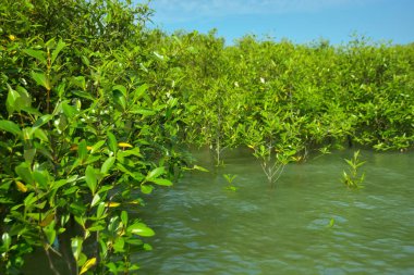 Cox 's Bazar, Bangladeş yakınlarındaki Bakkhali Nehri boyunca gelgit sularında duran mangrov fidanları tropikal gelgitler arası kıyı ekosistemi içindeki gelgitleri yakalıyorlar..
