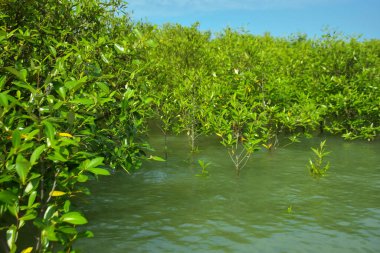 Cox 's Bazar, Bangladeş yakınlarındaki Bakkhali Nehri boyunca gelgit sularında duran mangrov fidanları tropikal gelgitler arası kıyı ekosistemi içindeki gelgitleri yakalıyorlar..