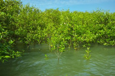 Cox 's Bazar, Bangladeş yakınlarındaki Bakkhali Nehri boyunca gelgit sularında duran mangrov fidanları tropikal gelgitler arası kıyı ekosistemi içindeki gelgitleri yakalıyorlar..