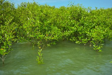 Cox 's Bazar, Bangladeş yakınlarındaki Bakkhali Nehri boyunca gelgit sularında duran mangrov fidanları tropikal gelgitler arası kıyı ekosistemi içindeki gelgitleri yakalıyorlar..