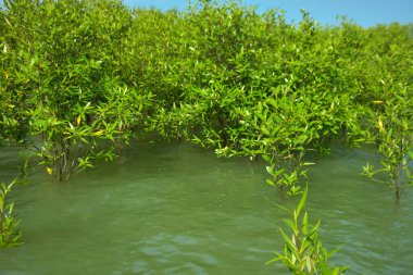 Cox 's Bazar, Bangladeş yakınlarındaki Bakkhali Nehri boyunca gelgit sularında duran mangrov fidanları tropikal gelgitler arası kıyı ekosistemi içindeki gelgitleri yakalıyorlar..