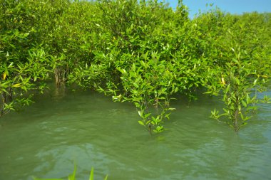 Cox 's Bazar, Bangladeş yakınlarındaki Bakkhali Nehri boyunca gelgit sularında duran mangrov fidanları tropikal gelgitler arası kıyı ekosistemi içindeki gelgitleri yakalıyorlar..