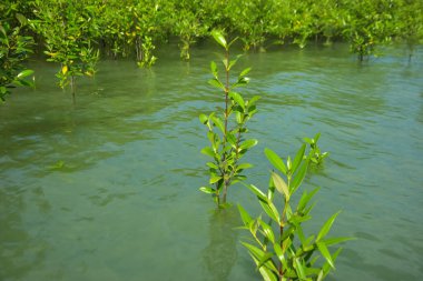 Cox 's Bazar, Bangladeş yakınlarındaki Bakkhali Nehri boyunca gelgit sularında duran mangrov fidanları tropikal gelgitler arası kıyı ekosistemi içindeki gelgitleri yakalıyorlar..