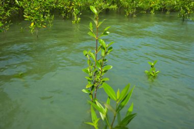 Cox 's Bazar, Bangladeş yakınlarındaki Bakkhali Nehri boyunca gelgit sularında duran mangrov fidanları tropikal gelgitler arası kıyı ekosistemi içindeki gelgitleri yakalıyorlar..