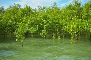 Cox 's Bazar, Bangladeş yakınlarındaki Bakkhali Nehri boyunca gelgit sularında duran mangrov fidanları tropikal gelgitler arası kıyı ekosistemi içindeki gelgitleri yakalıyorlar..