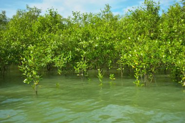 Cox 's Bazar, Bangladeş yakınlarındaki Bakkhali Nehri boyunca gelgit sularında duran mangrov fidanları tropikal gelgitler arası kıyı ekosistemi içindeki gelgitleri yakalıyorlar..