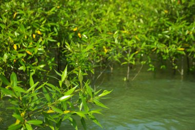Cox 's Bazar, Bangladeş yakınlarındaki Bakkhali Nehri boyunca gelgit sularında duran mangrov fidanları tropikal gelgitler arası kıyı ekosistemi içindeki gelgitleri yakalıyorlar..