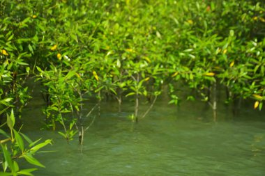 Cox 's Bazar, Bangladeş yakınlarındaki Bakkhali Nehri boyunca gelgit sularında duran mangrov fidanları tropikal gelgitler arası kıyı ekosistemi içindeki gelgitleri yakalıyorlar..