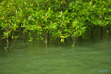Cox 's Bazar, Bangladeş yakınlarındaki Bakkhali Nehri boyunca gelgit sularında duran mangrov fidanları tropikal gelgitler arası kıyı ekosistemi içindeki gelgitleri yakalıyorlar..