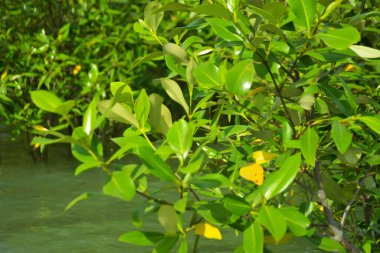 Cox 's Bazar, Bangladeş yakınlarındaki Bakkhali Nehri boyunca gelgit sularında duran mangrov fidanları tropikal gelgitler arası kıyı ekosistemi içindeki gelgitleri yakalıyorlar..