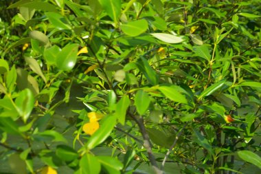 Cox 's Bazar, Bangladeş yakınlarındaki Bakkhali Nehri boyunca gelgit sularında duran mangrov fidanları tropikal gelgitler arası kıyı ekosistemi içindeki gelgitleri yakalıyorlar..