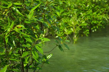 Cox 's Bazar, Bangladeş yakınlarındaki Bakkhali Nehri boyunca gelgit sularında duran mangrov fidanları tropikal gelgitler arası kıyı ekosistemi içindeki gelgitleri yakalıyorlar..