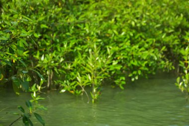 Cox 's Bazar, Bangladeş yakınlarındaki Bakkhali Nehri boyunca gelgit sularında duran mangrov fidanları tropikal gelgitler arası kıyı ekosistemi içindeki gelgitleri yakalıyorlar..