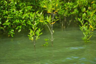 Cox 's Bazar, Bangladeş yakınlarındaki Bakkhali Nehri boyunca gelgit sularında duran mangrov fidanları tropikal gelgitler arası kıyı ekosistemi içindeki gelgitleri yakalıyorlar..