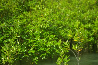 Cox 's Bazar, Bangladeş yakınlarındaki Bakkhali Nehri boyunca gelgit sularında duran mangrov fidanları tropikal gelgitler arası kıyı ekosistemi içindeki gelgitleri yakalıyorlar..