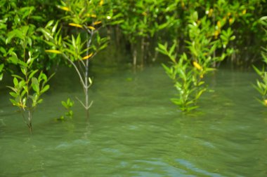 Cox 's Bazar, Bangladeş yakınlarındaki Bakkhali Nehri boyunca gelgit sularında duran mangrov fidanları tropikal gelgitler arası kıyı ekosistemi içindeki gelgitleri yakalıyorlar..