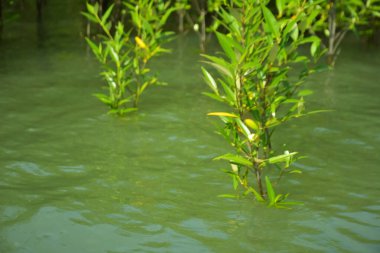 Cox 's Bazar, Bangladeş yakınlarındaki Bakkhali Nehri boyunca gelgit sularında duran mangrov fidanları tropikal gelgitler arası kıyı ekosistemi içindeki gelgitleri yakalıyorlar..