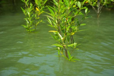 Cox 's Bazar, Bangladeş yakınlarındaki Bakkhali Nehri boyunca gelgit sularında duran mangrov fidanları tropikal gelgitler arası kıyı ekosistemi içindeki gelgitleri yakalıyorlar..