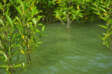 Cox 's Bazar, Bangladeş yakınlarındaki Bakkhali Nehri boyunca gelgit sularında duran mangrov fidanları tropikal gelgitler arası kıyı ekosistemi içindeki gelgitleri yakalıyorlar..