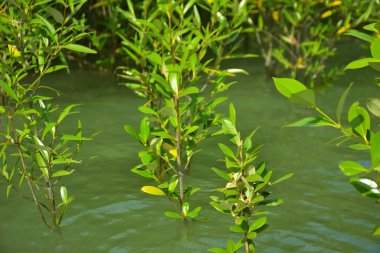 Cox 's Bazar, Bangladeş yakınlarındaki Bakkhali Nehri boyunca gelgit sularında duran mangrov fidanları tropikal gelgitler arası kıyı ekosistemi içindeki gelgitleri yakalıyorlar..